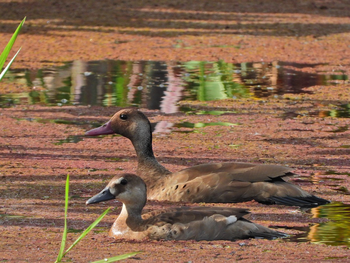 Brazilian Teal - ML644922941