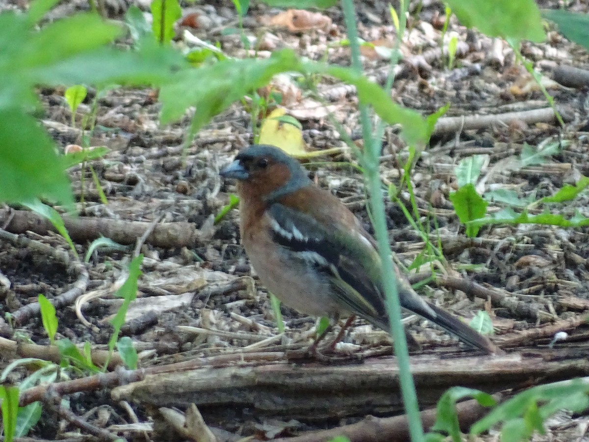 Common Chaffinch - ML644922942