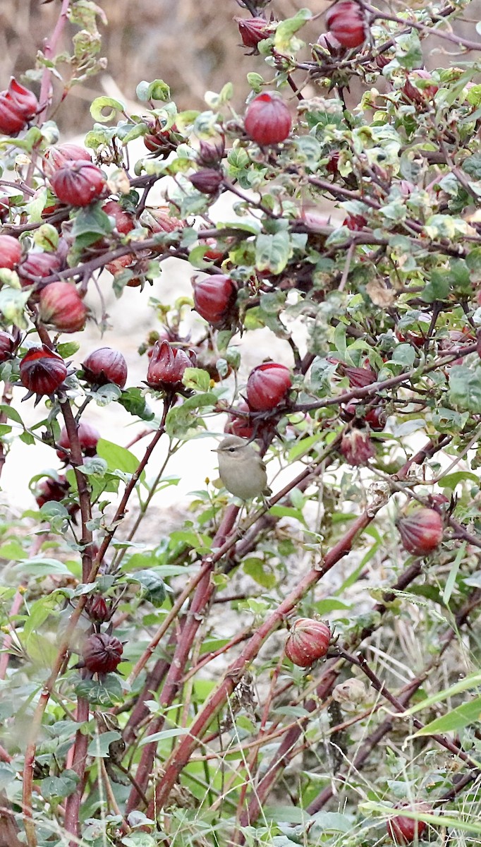 עלווית כהה - ML644922952