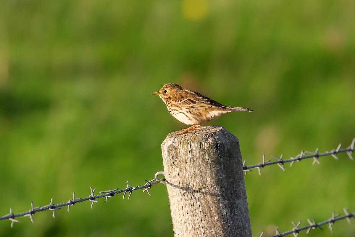 Meadow Pipit - ML644922953