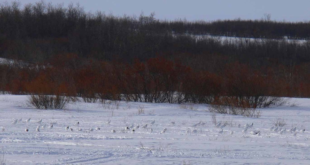 Willow Ptarmigan - ML644922956