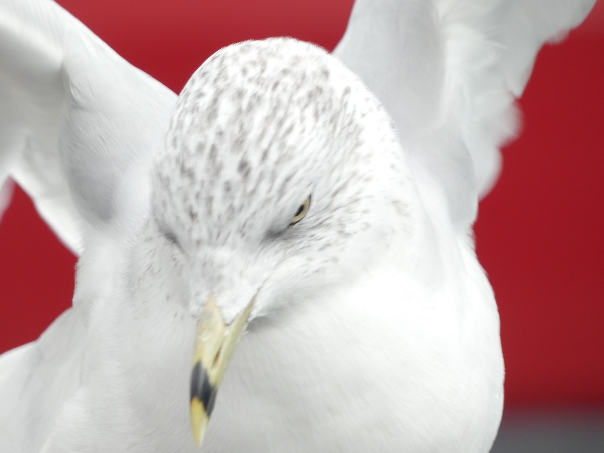 Ring-billed Gull - ML644922962