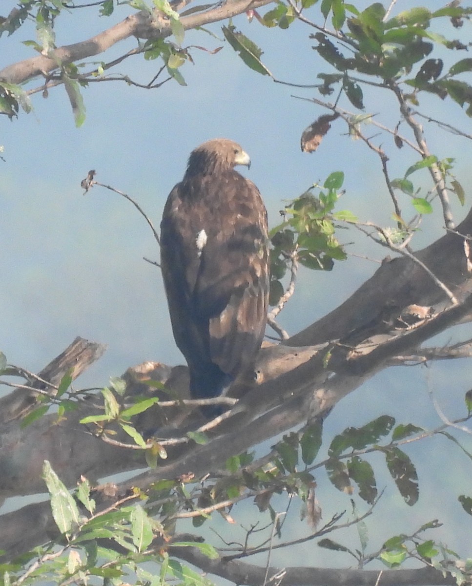 Tawny Eagle - ML644922963