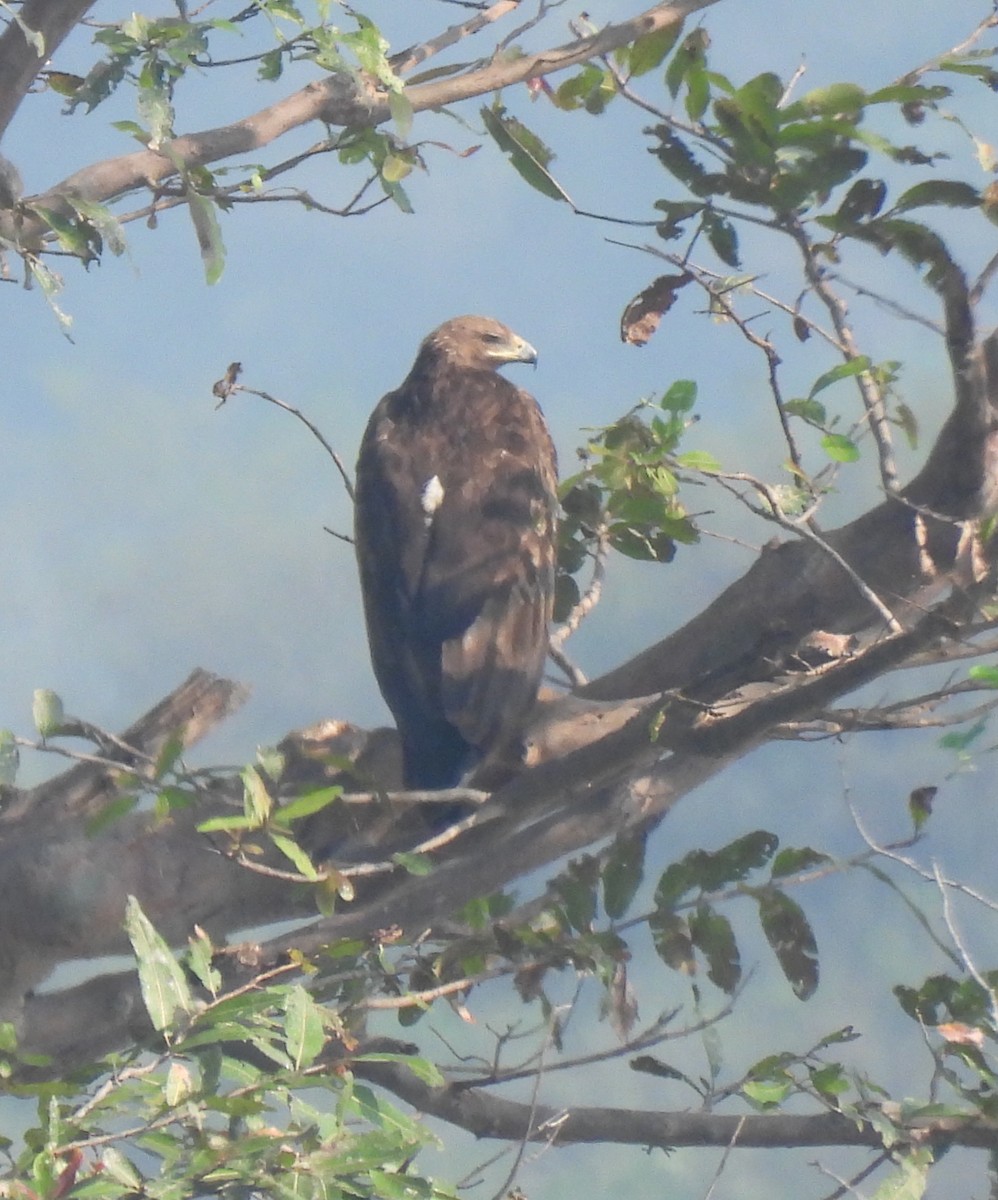 Tawny Eagle - ML644922964