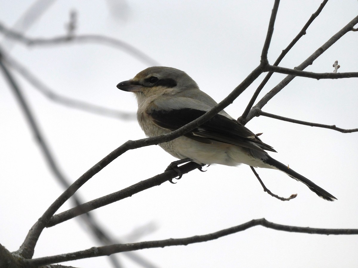 Northern Shrike - ML644922965