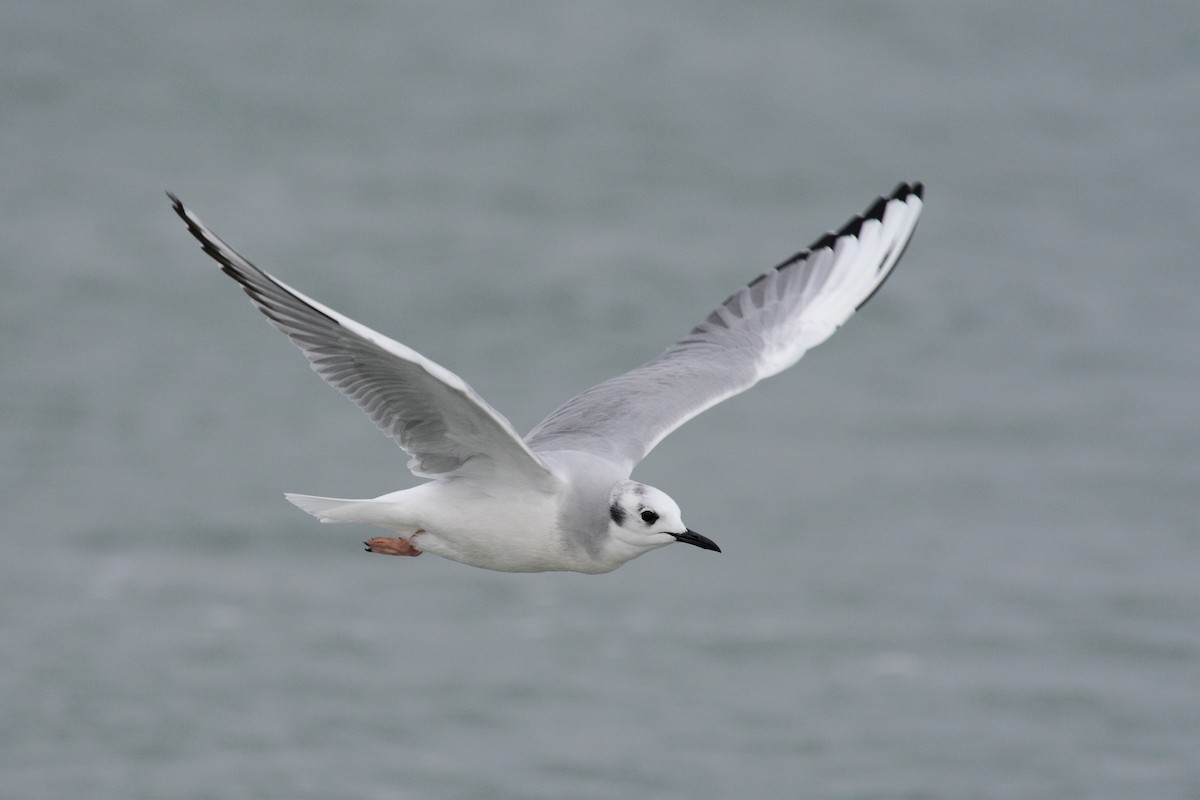Bonaparte's Gull - ML644922969
