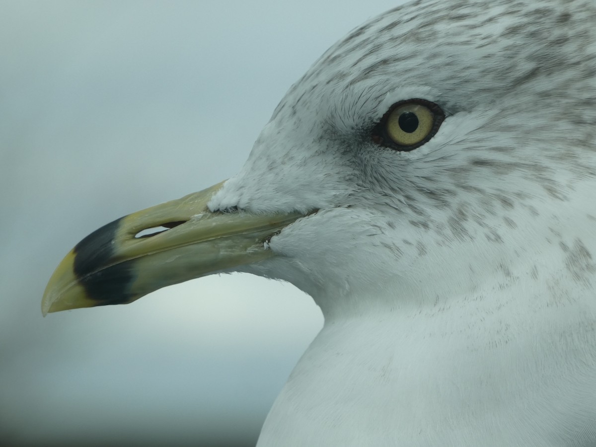 Ring-billed Gull - ML644922977