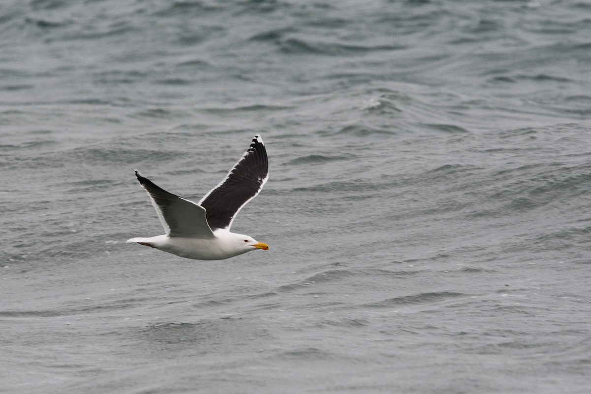 racek mořský - ML644922979