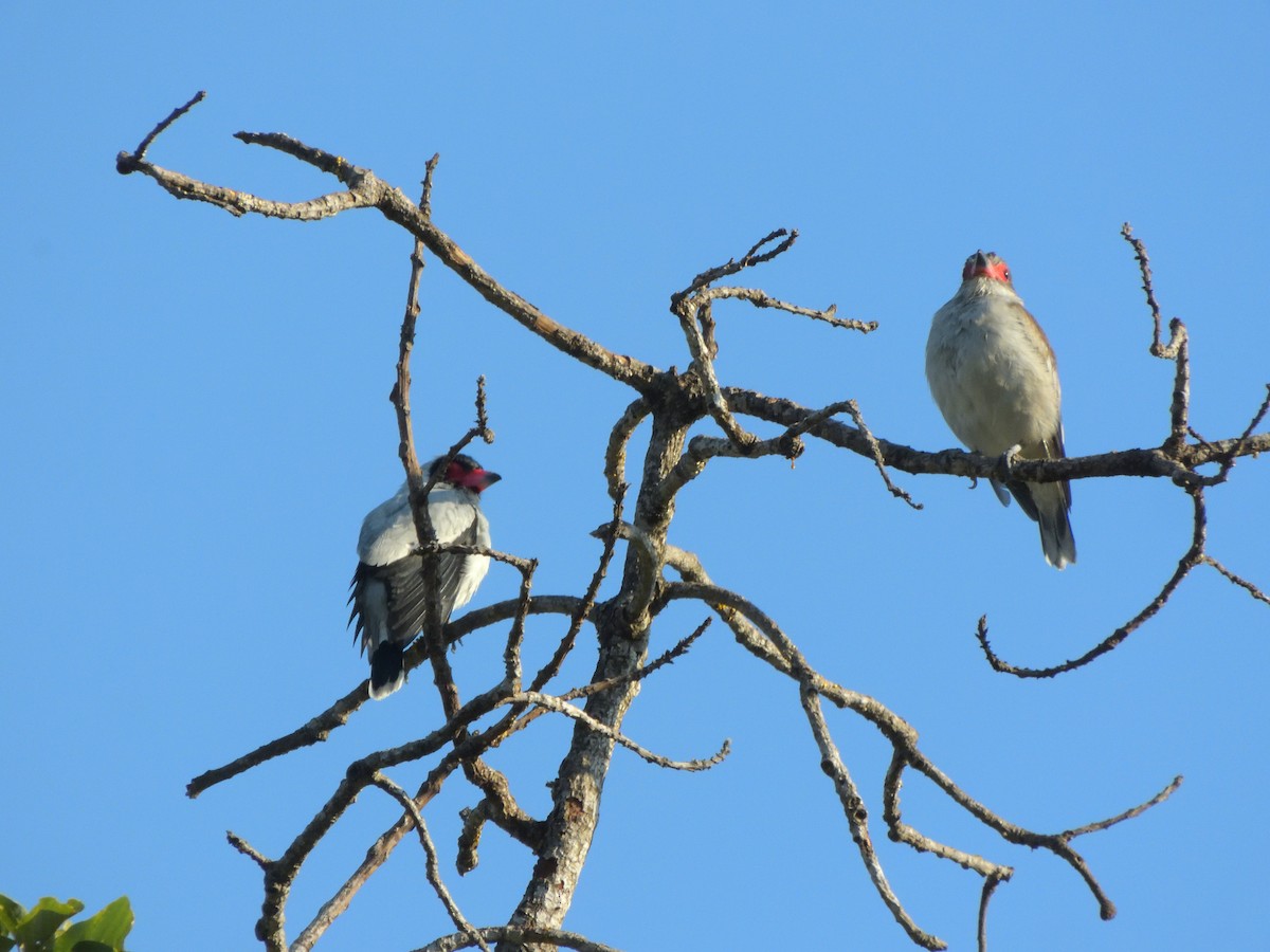 Masked Tityra - ML644922987