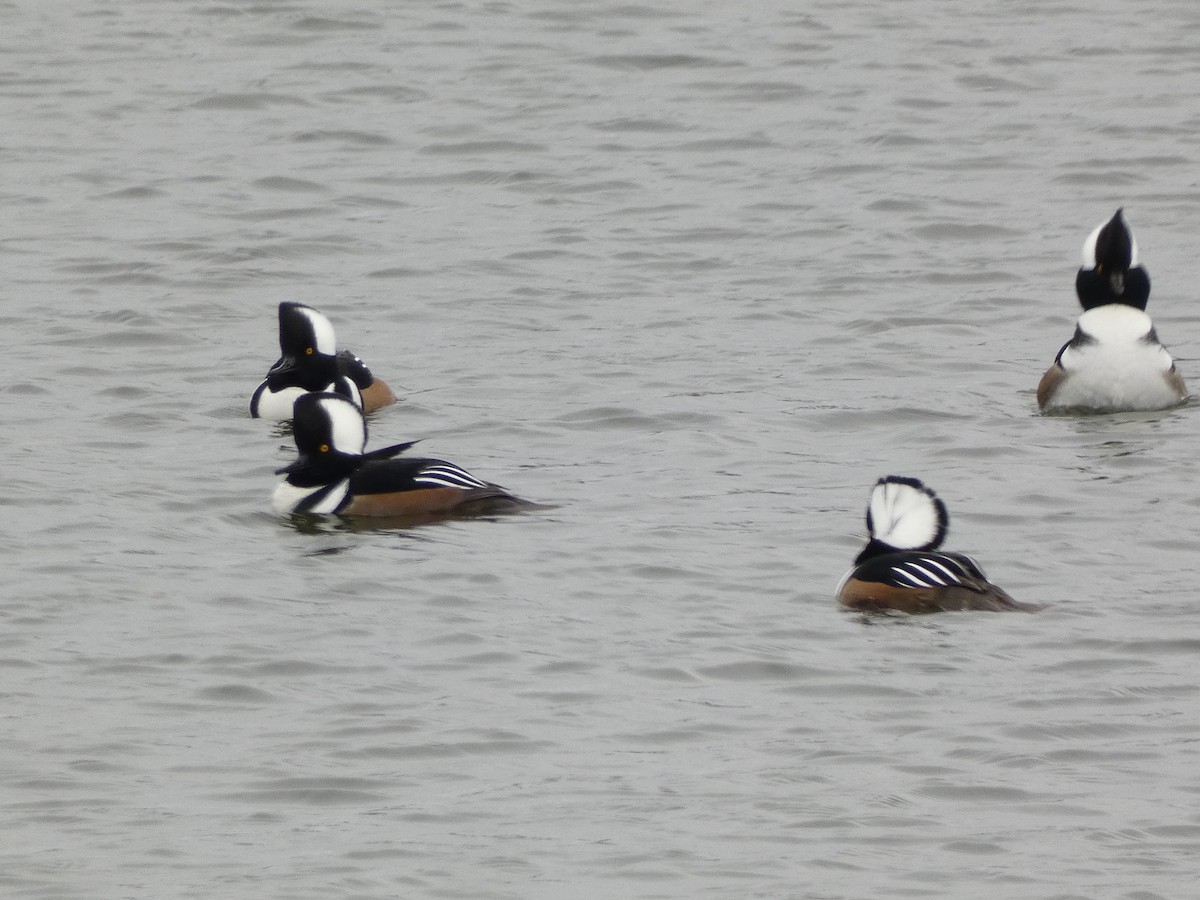 Hooded Merganser - ML644922990