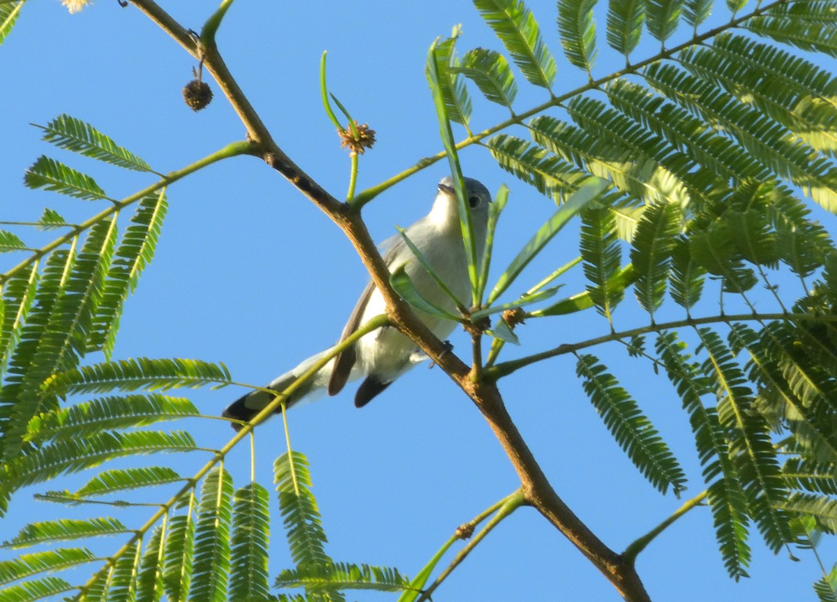 ブユムシクイ - ML644922992