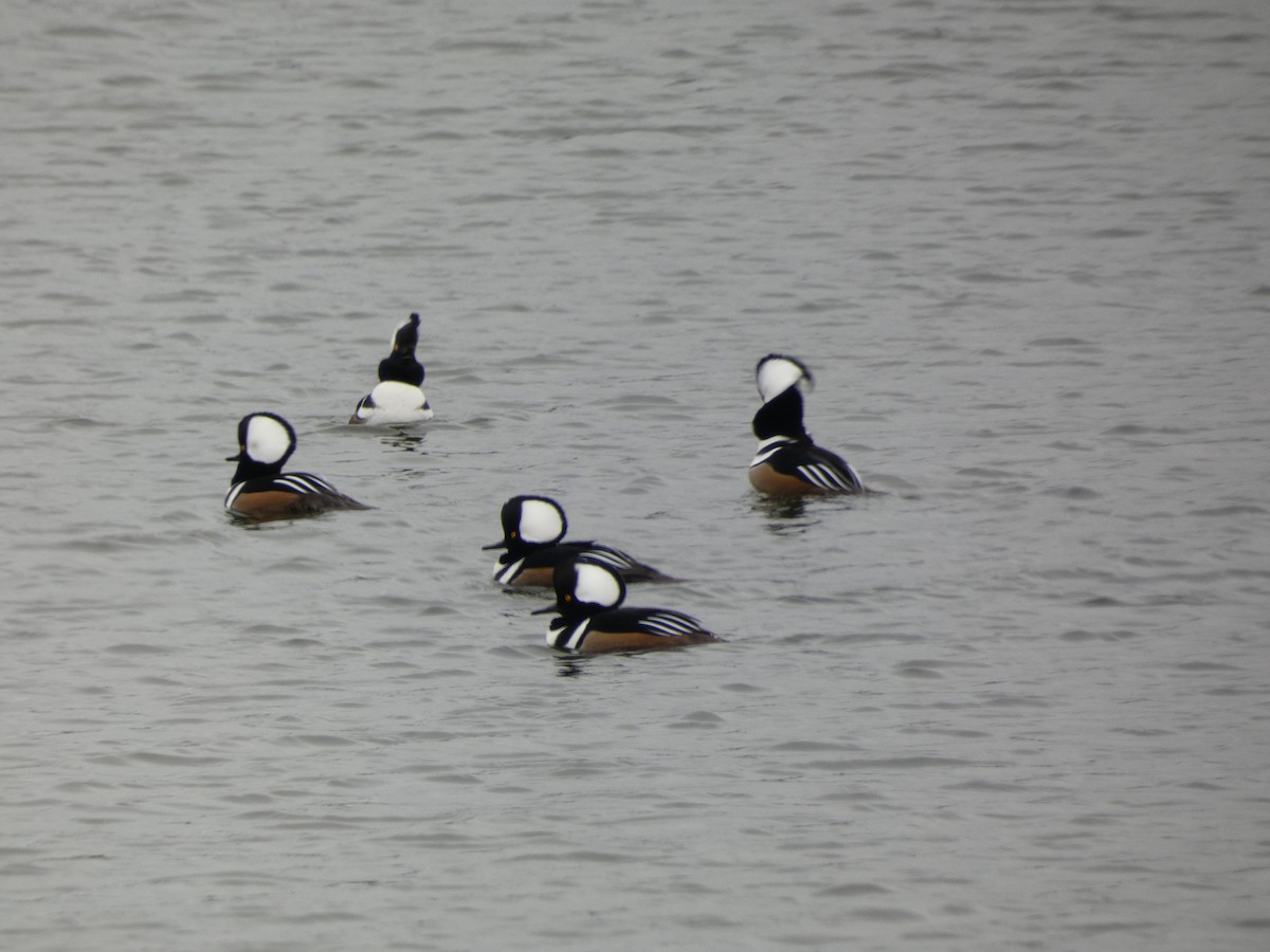 Hooded Merganser - ML644922996