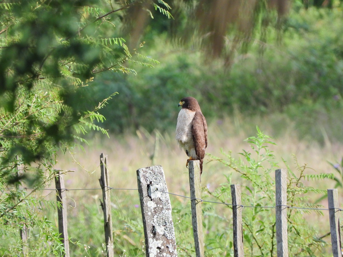 káně krahujová - ML644922997