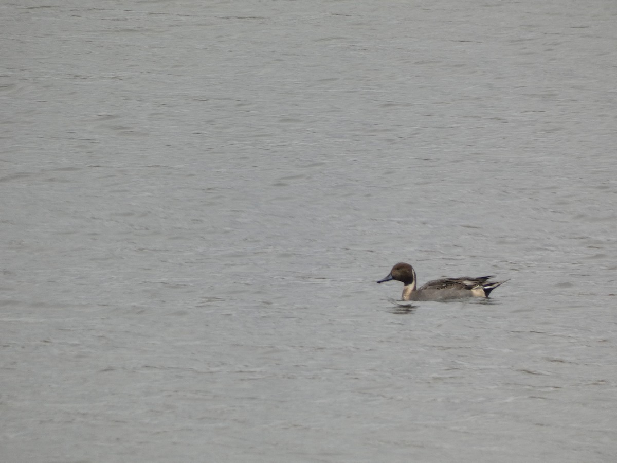 Northern Pintail - ML644923007
