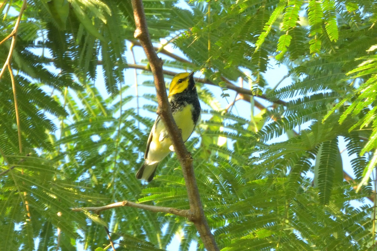 Black-throated Green Warbler - ML644923008