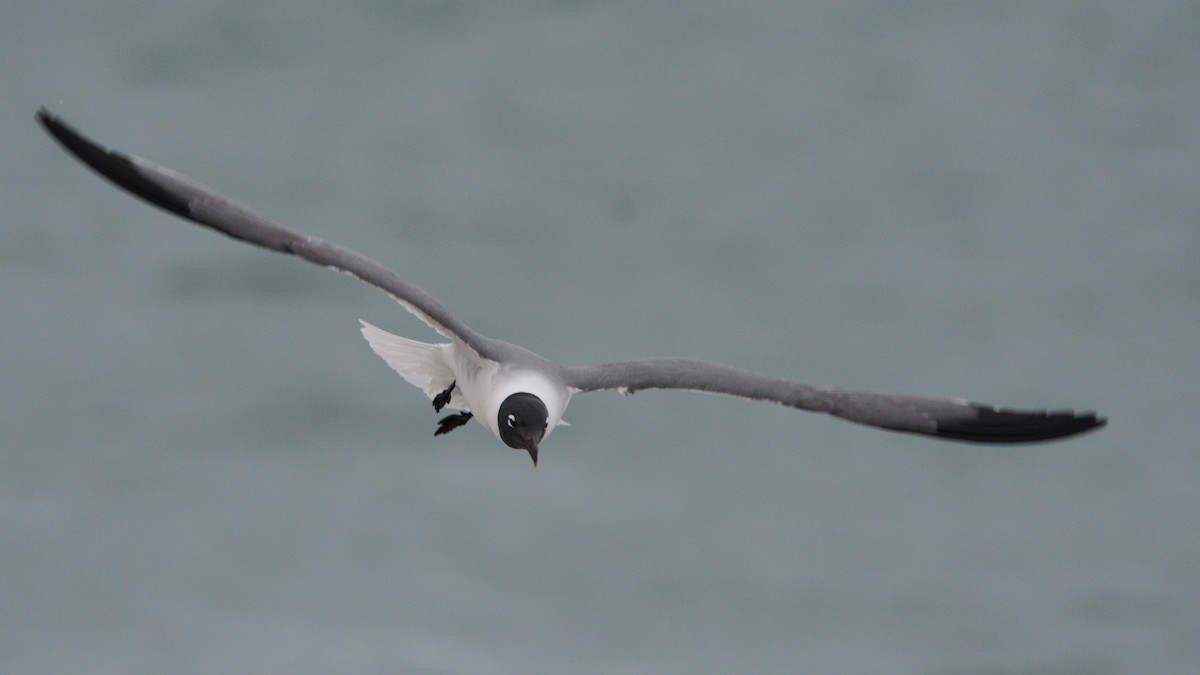 Laughing Gull - ML644923009