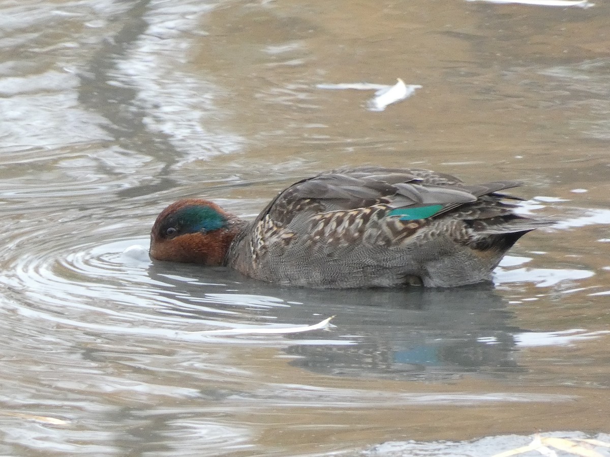Green-winged Teal - ML644923010