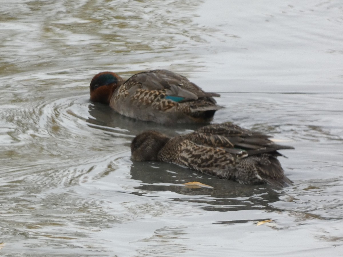 Green-winged Teal - ML644923011