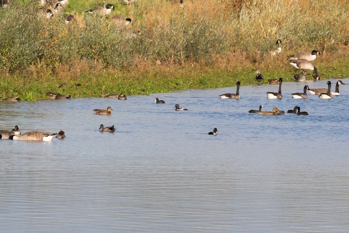 Ring-necked Duck - ML644923018