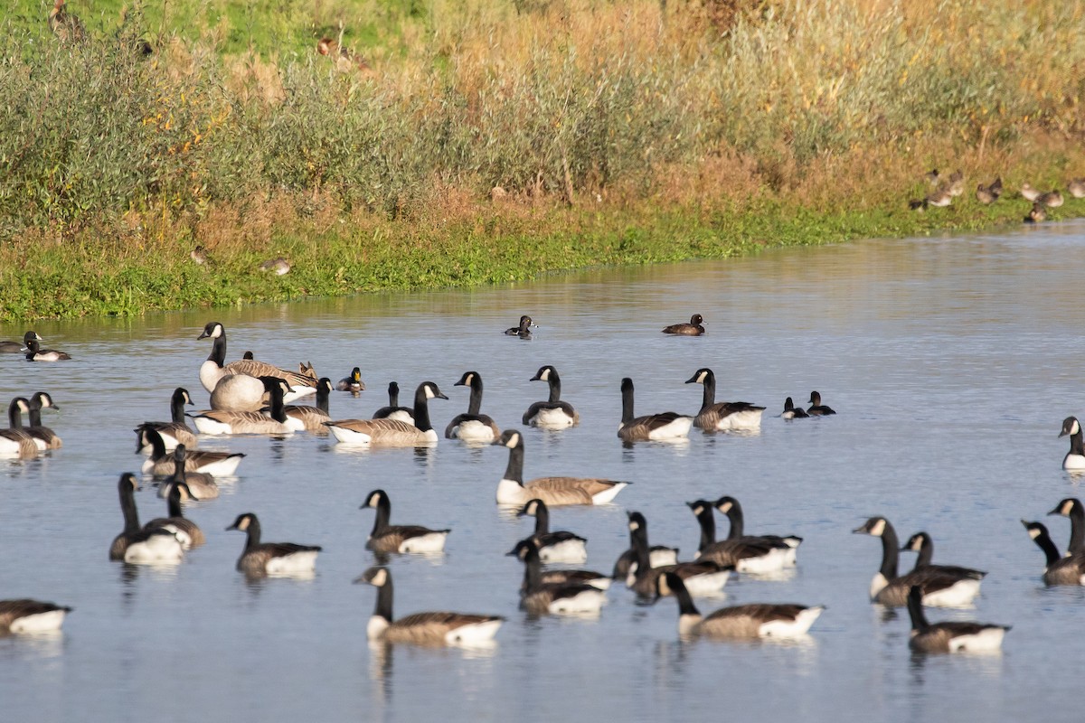 Ring-necked Duck - ML644923019