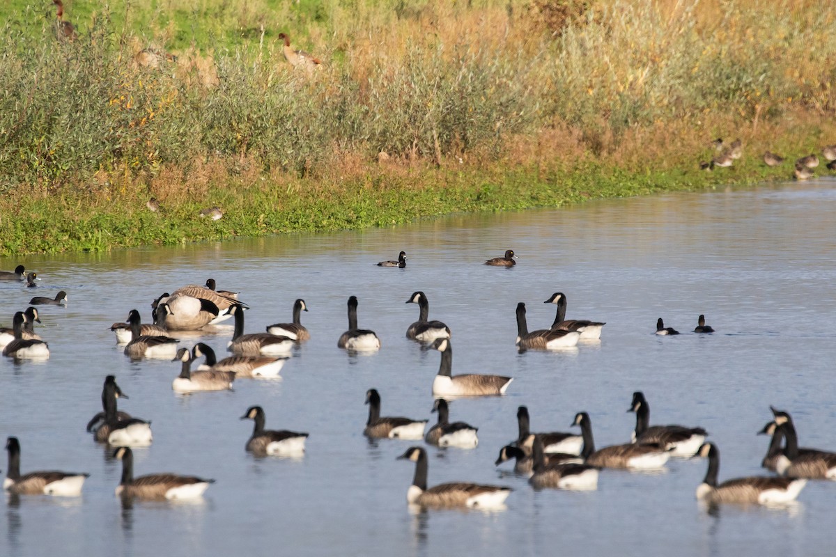 Ring-necked Duck - ML644923020
