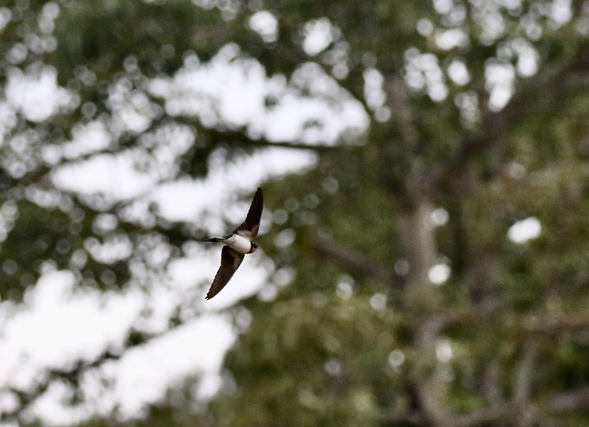 vlaštovka obecná - ML644923028