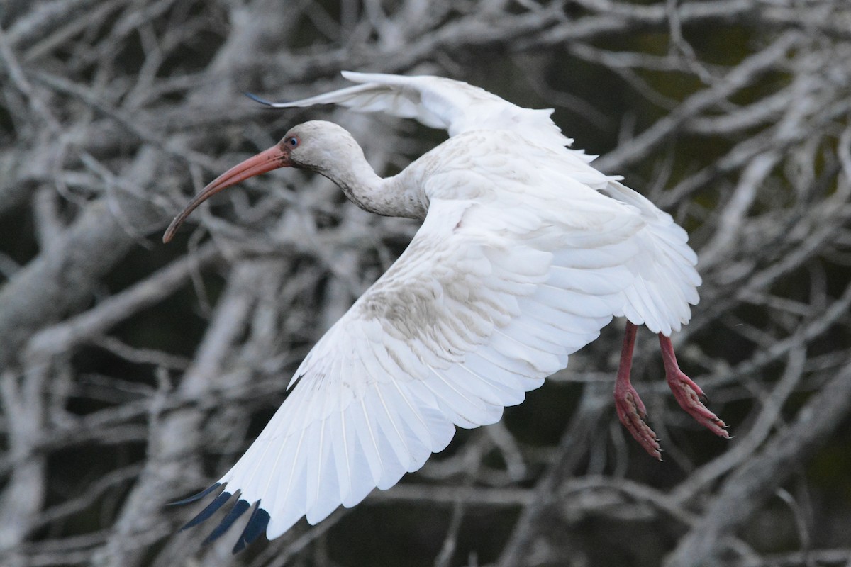 White Ibis - ML644923034
