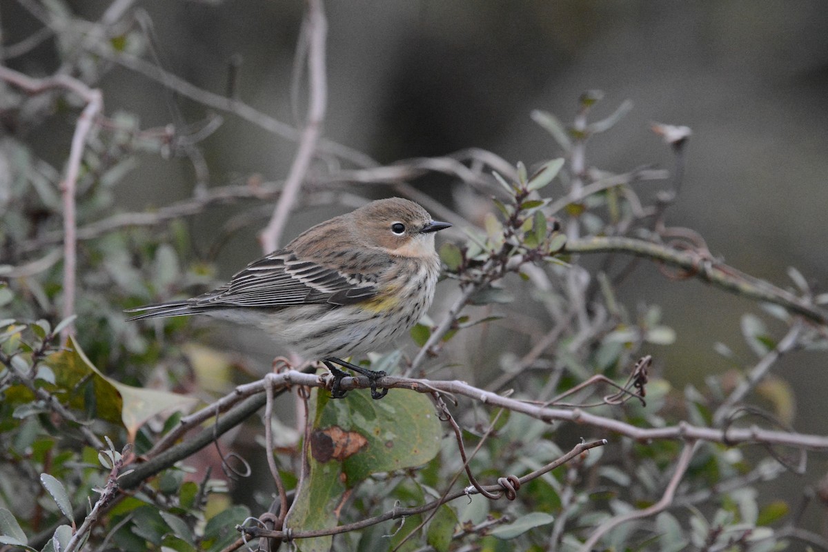 Yellow-rumped Warbler - ML644923039