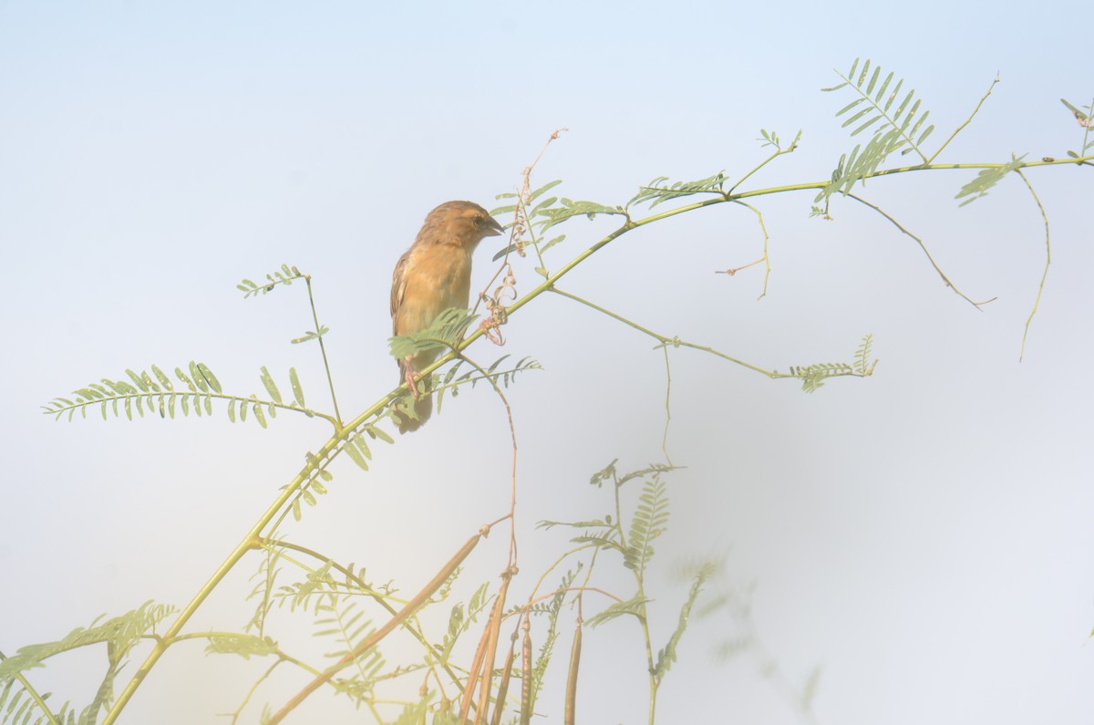 Asian Golden Weaver - ML644923057