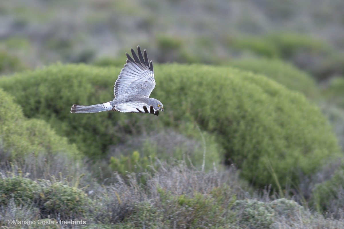 Cinereous Harrier - ML644923065