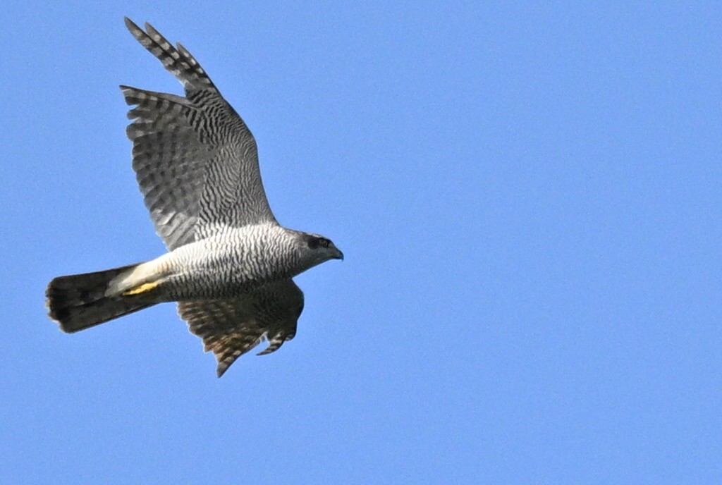 נץ גדול - ML644923075