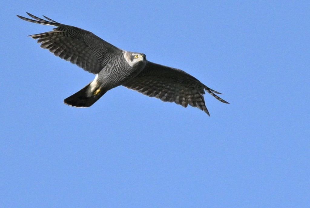 נץ גדול - ML644923076