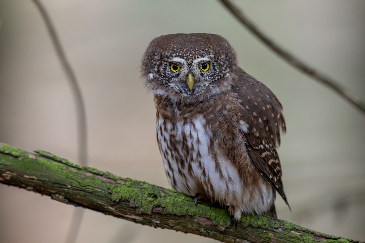 Eurasian Pygmy-Owl - ML644923102