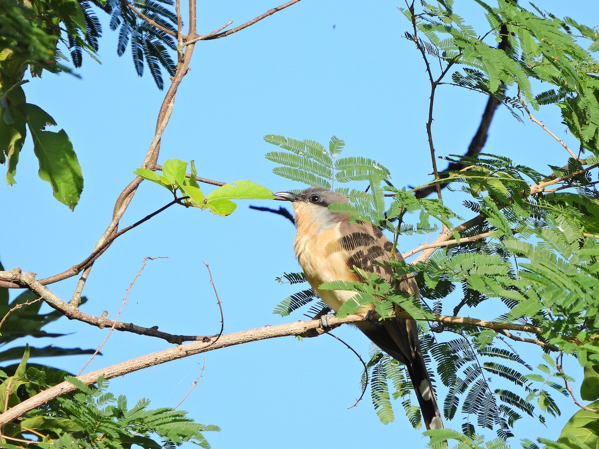 Кукліло бурий - ML644923118