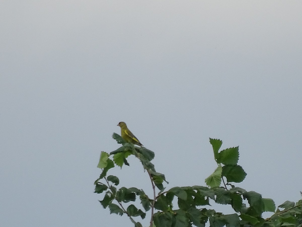 European Greenfinch - ML644923142