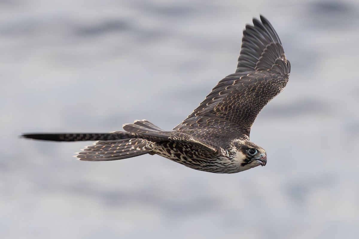 Peregrine Falcon - ML644923186