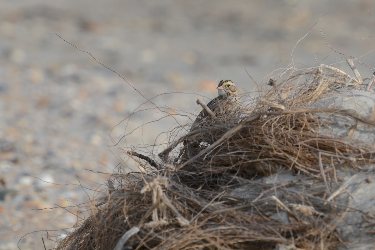 Savannah Sparrow - ML644923208