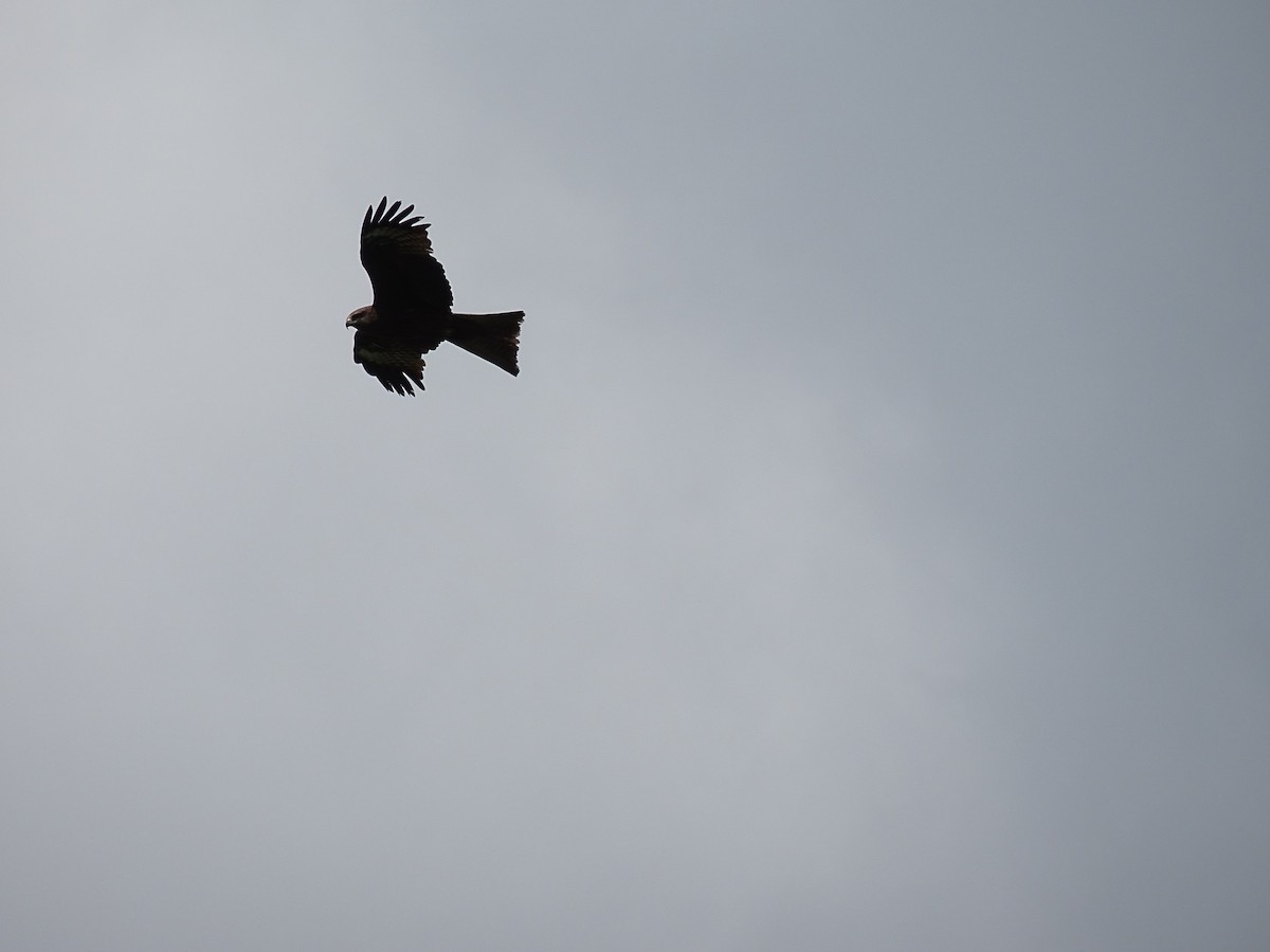 Black Kite - ML644923210
