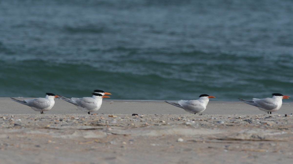 Royal Tern - ML644923211