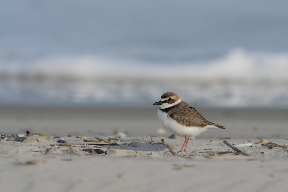 Wilson's Plover - ML644923221