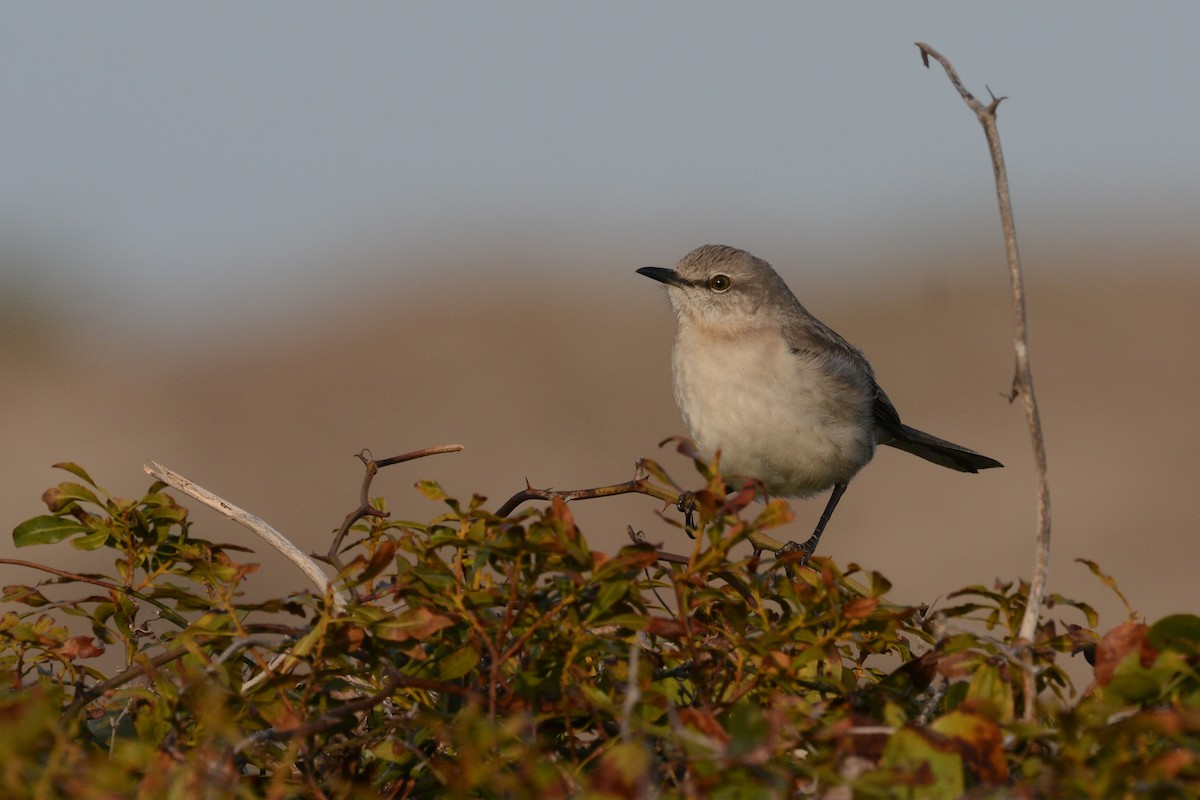 Northern Mockingbird - ML644923226
