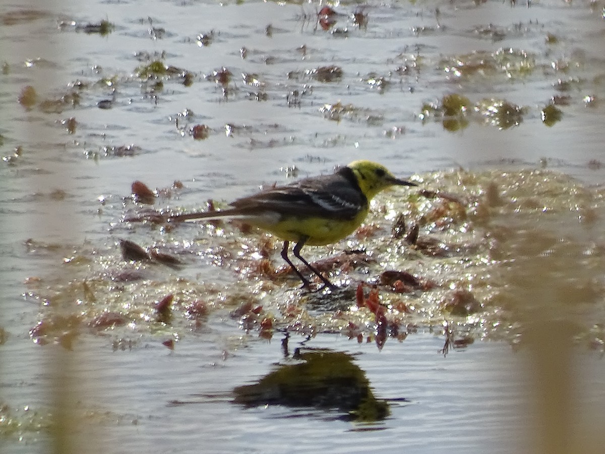 Шар түрүүт цэгцгий - ML644923245