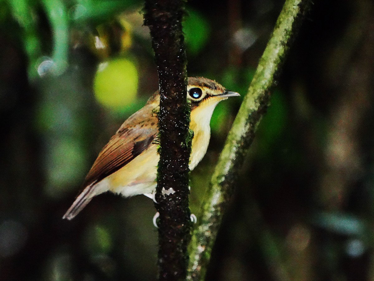 White-throated Spadebill - ML644923246
