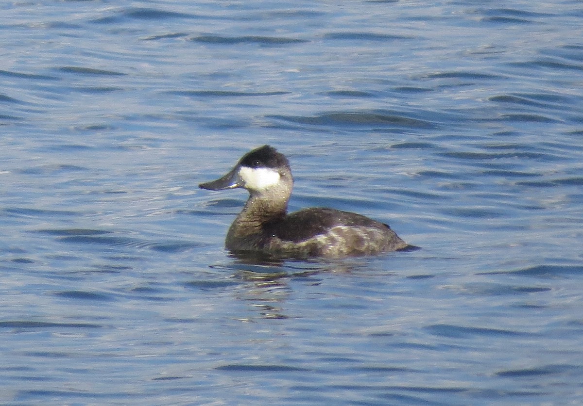 Ruddy Duck - ML644923255