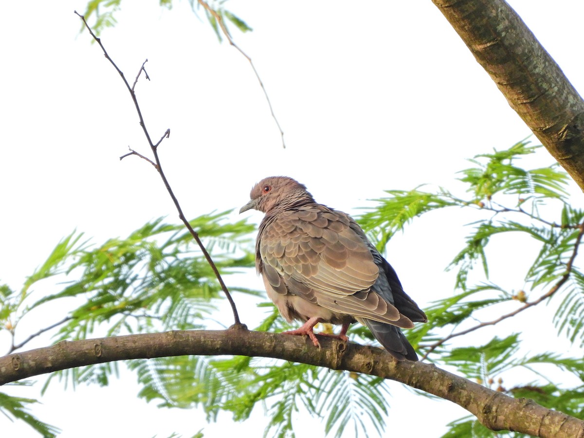 アカメバト - ML644923257