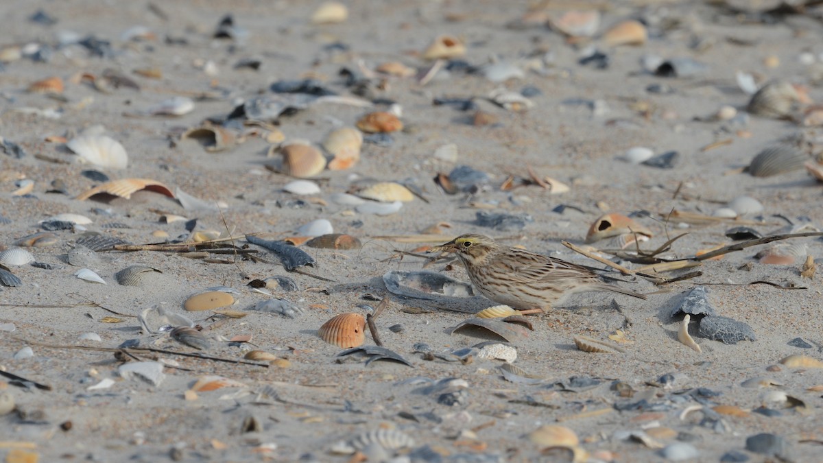 Savannah Sparrow - ML644923261