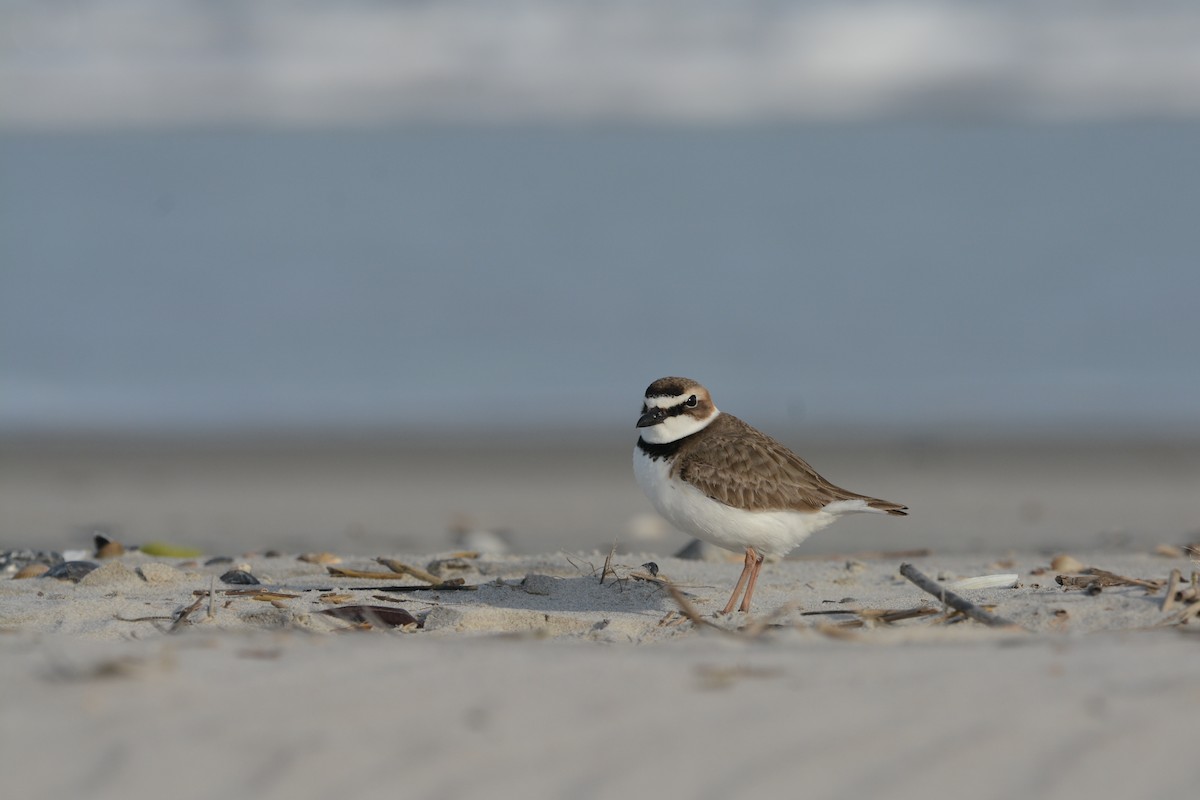Wilson's Plover - ML644923263
