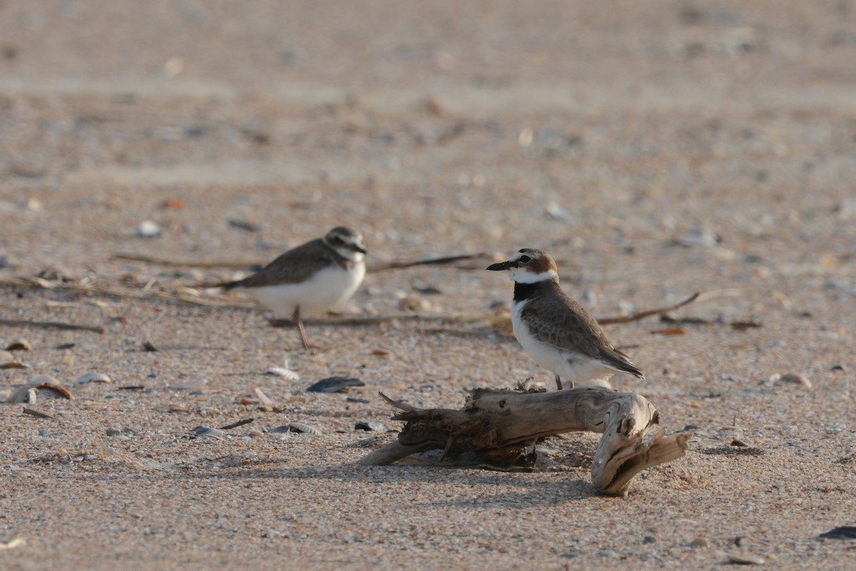 Wilson's Plover - ML644923270
