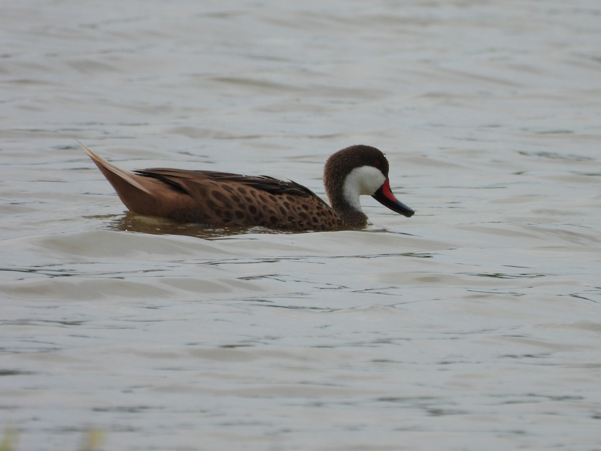 White-cheeked Pintail - ML644923287