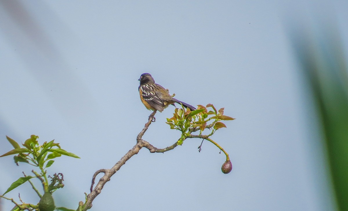 Spotted Towhee - ML64492331